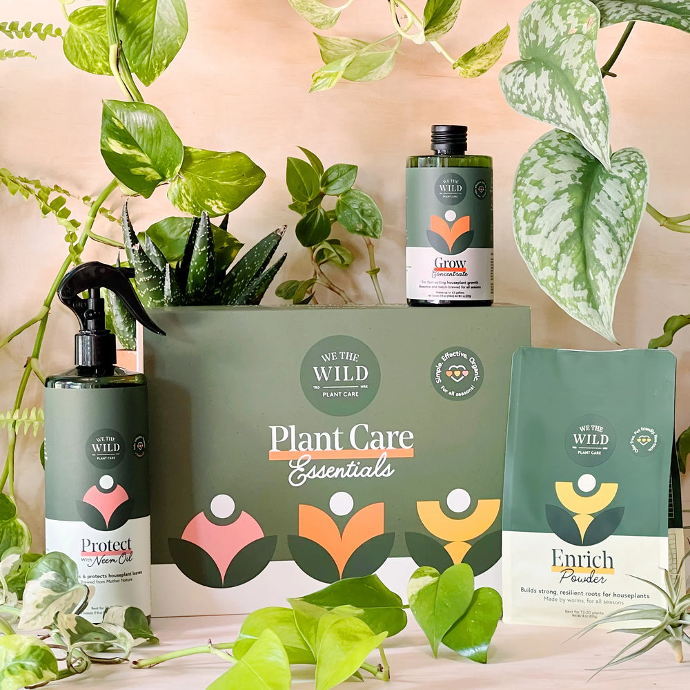 essential oils for indoor plant growth Houseplant Essentials
